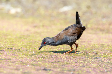Spotless Crake in New Zealand