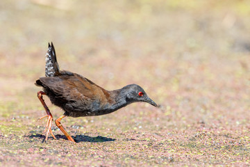 Spotless Crake in New Zealand