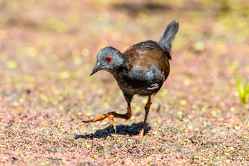 Spotless Crake in New Zealand