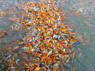 Koi fish in the farm ponds are raised in a large amount to relax and sell. Many koi fish in the pond waiting to be selected for distribution. Fish compete for food.