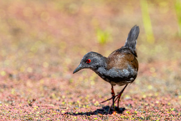 Spotless Crake in New Zealand