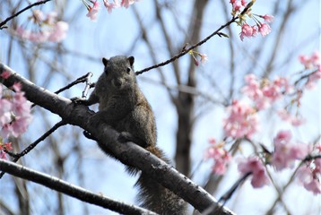 桜とリス