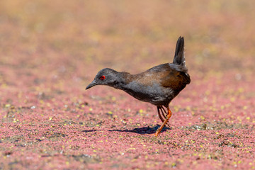 Spotless Crake in New Zealand