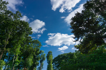 Fototapeta na wymiar trees and blue sky