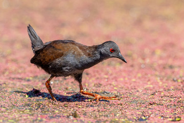 Spotless Crake in New Zealand