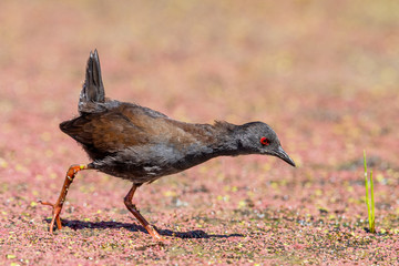 Spotless Crake in New Zealand