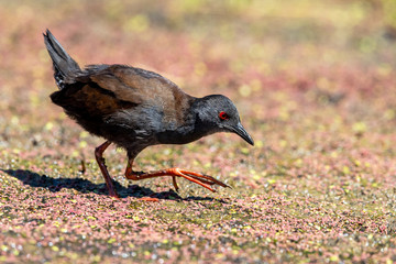 Spotless Crake in New Zealand