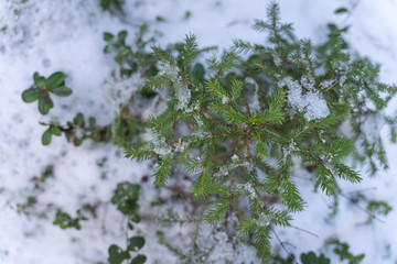 Little Christmas tree in the snow. view from above