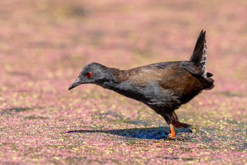 Spotless Crake in New Zealand