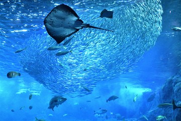 海中を泳ぐ魚たち © YATA!