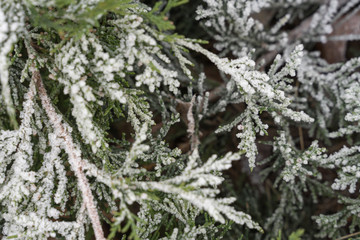 natural green background. closeup juniper branches covered with hoarfrost.