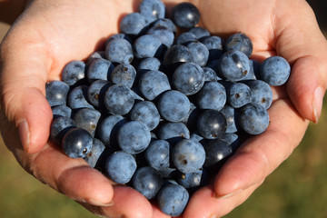 Blackthorn berries in the hands