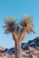 Joshua Tree, Yucca brevifolia, in Mojave Desert, Joshua Tree National Park, USA