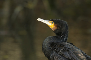 A head shot of a magnificent hunting Cormorant, Phalacrocorax carbo.