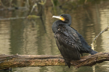 A magnificent hunting Cormorant, Phalacrocorax carbo, perching on a branch of a tree that is growing over a lake with its wings open.