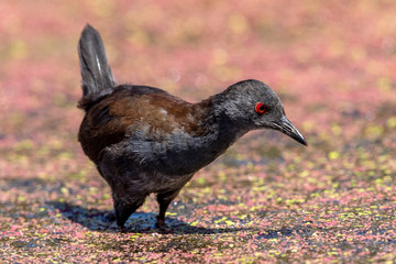 Spotless Crake in New Zealand