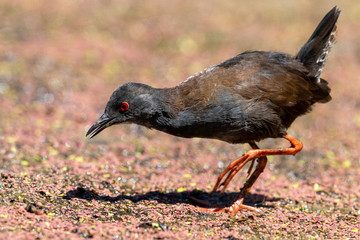 Spotless Crake in New Zealand