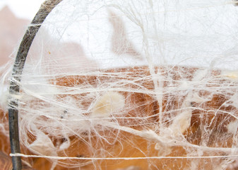 silkworm threads in silk production