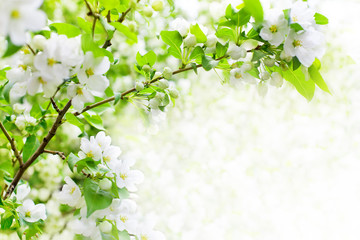 Fototapety  Białe kwitnące kwiaty na gałęziach jabłoni, nieostrość, zielone liście niewyraźne tło, piękna wiosna kwiat wiśni granicy, sakura kwiatowy narożnik, wiosna naturalne ramki, miejsce