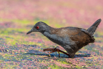 Spotless Crake in New Zealand