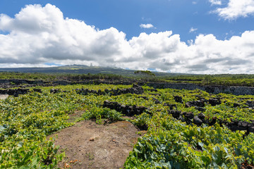 Fototapeta na wymiar Partly Cloudy Azores Vineyard