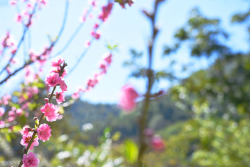 moment of beautiful peach tree over day light in winter season.