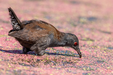Spotless Crake in New Zealand