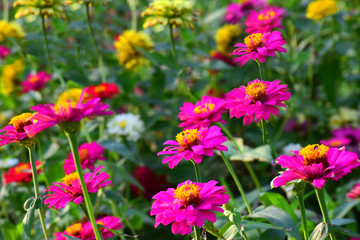 Fototapeta premium The beautiful flowers in the garden are blooming in many colors and look refreshing.