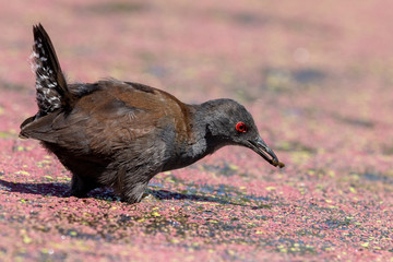 Spotless Crake in New Zealand