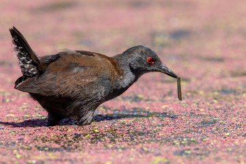 Spotless Crake in New Zealand