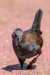 Spotless Crake in New Zealand