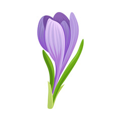 Tender Crocus with Purple Petals On Stem Vector Botanical Item