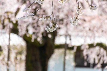 晴天の光を浴びて輝いている桜の花