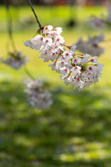 満開の桜の花と緑の地面