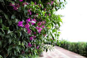 Flower near walking path in a garden for relax time