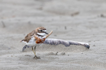 Double Banded Dotterel in New Zealand