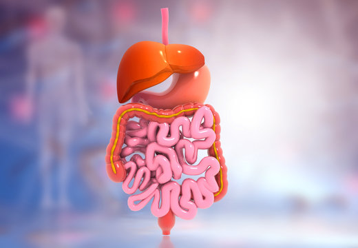 Human digestive system on scientific background. 3d illustration.