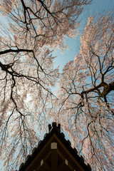 三角形の木造建築の屋根と桜の花