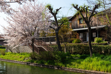 古い木造建築と桜の花
