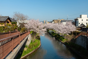青空が映って青い色になった運河と桜