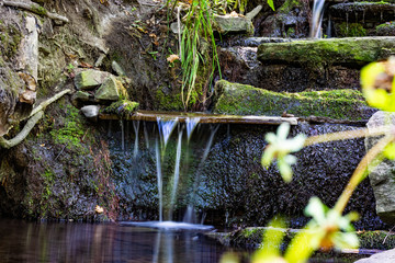 A small natural waterfall in the forest, among stones, branches and logs. There is a lot of green vegetation and moss around. The murmur of a pure natural stream flowing down to the source