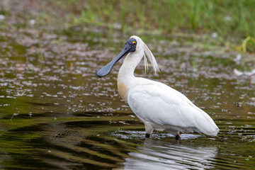Royal Spoonbill in New Zealand