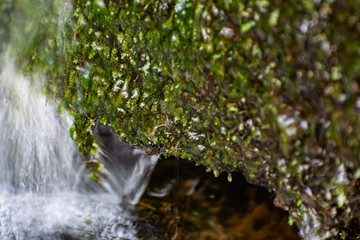 Fototapeta premium A small natural waterfall in the forest, among stones, branches and logs. There is a lot of green vegetation and moss around. The murmur of a pure natural stream flowing down to the source