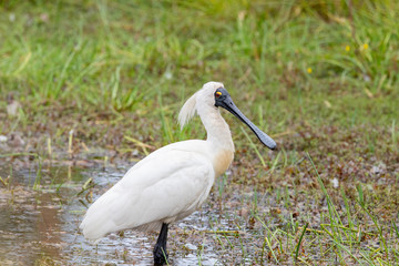 Royal Spoonbill in New Zealand