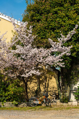 Obraz premium 満開の桜の下に停めてある自転車