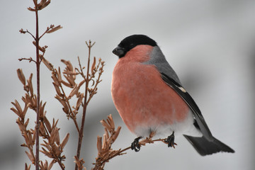 bird on a branch