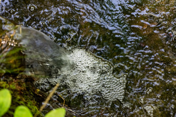 Obraz premium A small natural waterfall in the forest, among stones, branches and logs. There is a lot of green vegetation and moss around. The murmur of a pure natural stream flowing down to the source