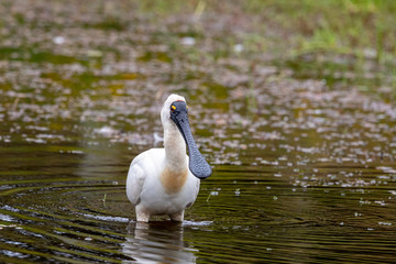 Royal Spoonbill in New Zealand