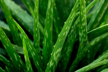 Fototapeta na wymiar The green leaves of the plant Aloe Vera are herbs.