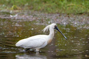 Royal Spoonbill in New Zealand